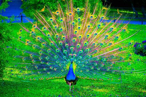 Peacock HD Wallpapers - Top Free Peacock HD Backgrounds - WallpaperAccess