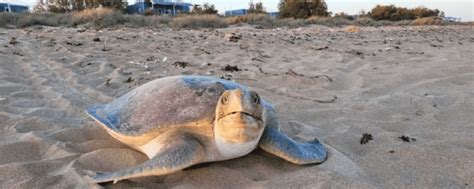 Learn about Sea Turtle Conservation: The Challenges and Solutions