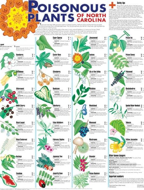 Pin by Susan Clark on gardening | Poisonous plants, Deadly plants, Plant identification