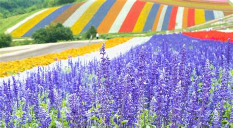 An Inspiring Hokkaido Japan Travel Guide | Holiday Tours & Travel