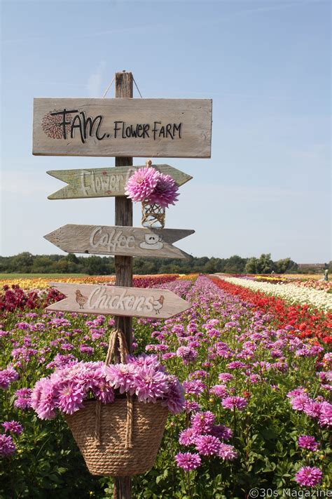 30s Magazine - A visit to a Dahlias Farm