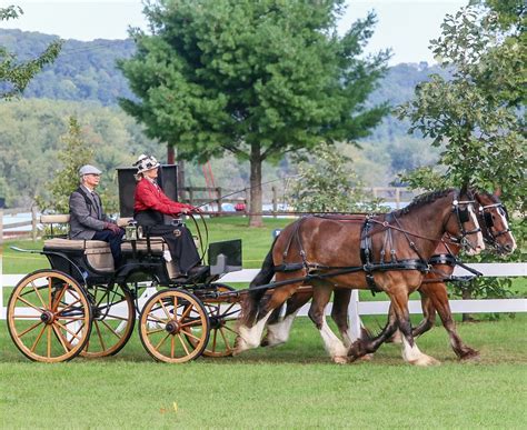 Draft Horse Harness – IVC Carriage