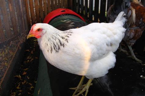 Delaware Chicken - Breed, Eggs, Temperament & For Sale Info