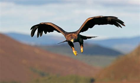 14 Wonderful Wildlife Tours to Book in Scotland | VisitScotland