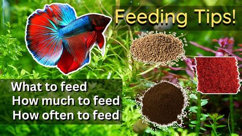 Ultimate Betta Fish Feeding Guide (Everything You Need to Know About ...