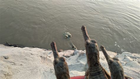 Gharials swimming across India-Nepal border: opportunity for cooperation