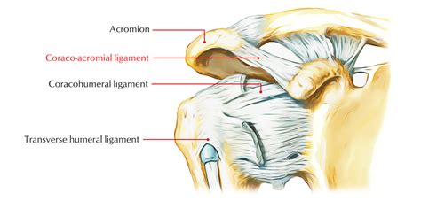 Coracoacromial Ligament – Earth's Lab