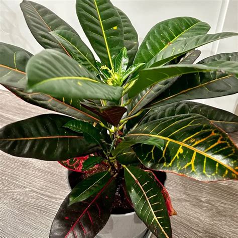 Croton Plant Care Tips & Varieties Guide