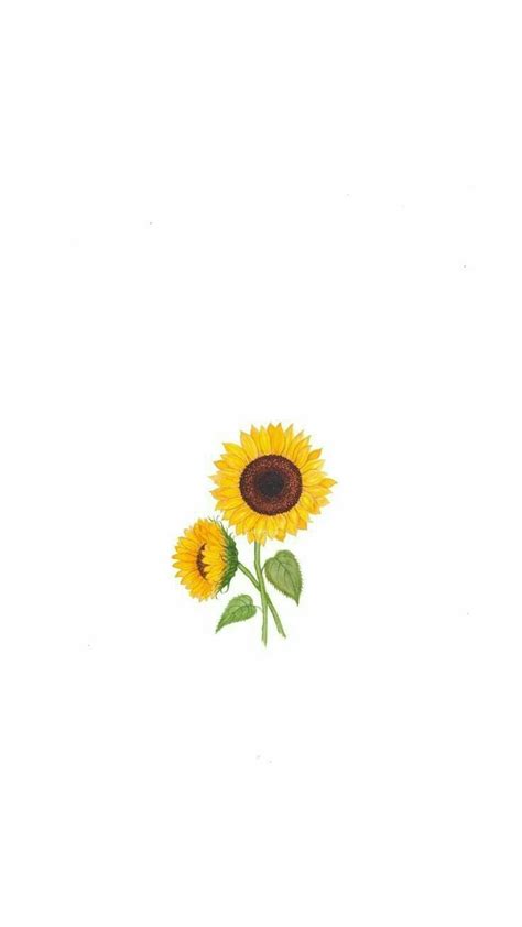 Sunflower Minimalist Wallpapers - Top Free Sunflower Minimalist Backgrounds - WallpaperAccess