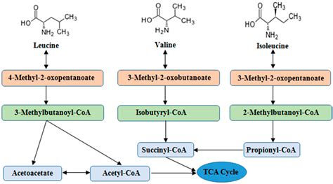 IJMS | Free Full-Text | Branched Chain Amino Acids: Beyond Nutrition ...