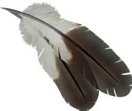Drawed Feather Png | PNG Images Download | Drawed Feather Png pictures Download | Drawed Feather ...