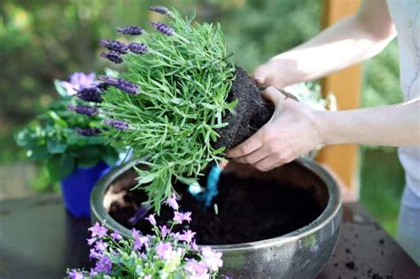 7 Easy Steps to Growing Lavender in Pots - Hort Zone