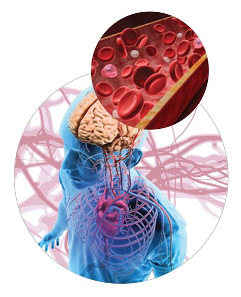 New Insights Into the Blood-Brain Barrier – Cure Alzheimer's Fund