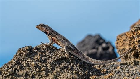 Principales especies endémicas de Galápagos | Galapagos Wildlife