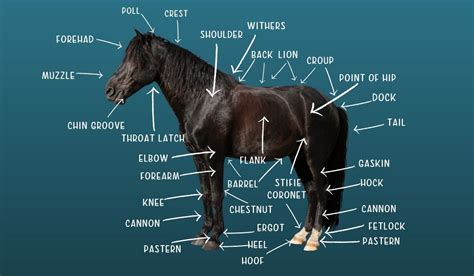 Anatomy Of A Horse Leg With Labels