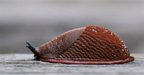 10 Incredible Slug Facts - A-Z Animals