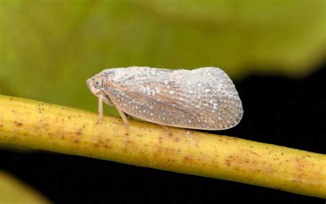 Planthopper Life Cycle - With Facts & Pictures - Insectic