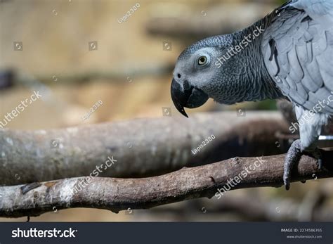 Grey Parrot Captive Breeding Zoos Stock Photo 2274586765 | Shutterstock