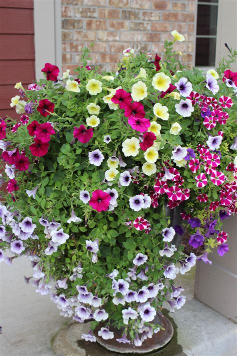 Planter Geraniums | Container flowers, Garden containers, Container ...