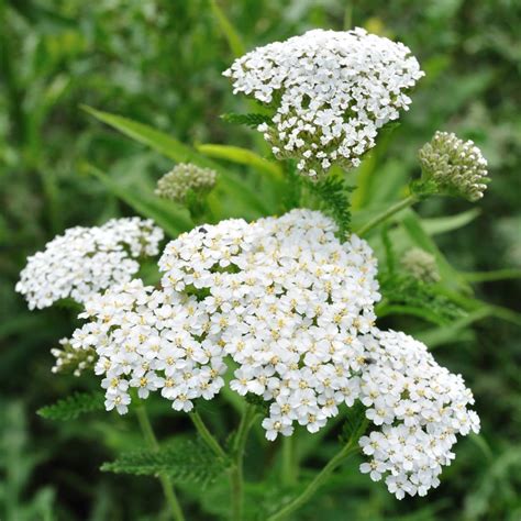 Yarrow seeds | The Seed Collection