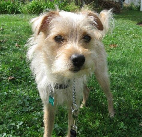 Jack Russell Cairn Terrier Chihuahua Mix - Pets Lovers