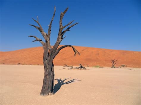 Premium Photo | Africa. lonely standing dry tree in the sahara desert.