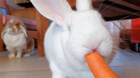 Sweet Rescued Albino Bunny Eating A Carrot - YouTube