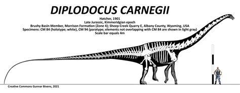 Diplodocus carnegii Skeletal by GunnarBivens on DeviantArt