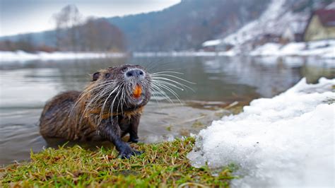 Nutria: The invasive, unusually large rodents | Live Science