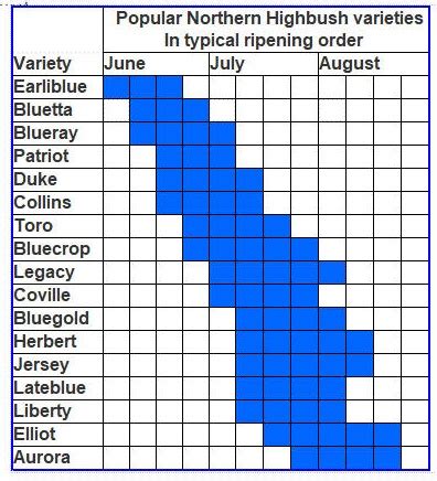 Blueberry Varieties - Characteristics, Ripening Order and More