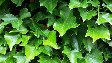 9 Different Types of Ivy (Pictures + Facts) | Trees.com