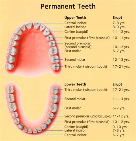 Dental Eruption Schedule | Brookhaven Children's Dentistry