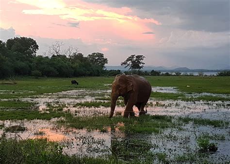 Visit Yala National Park in Sri Lanka | Audley Travel