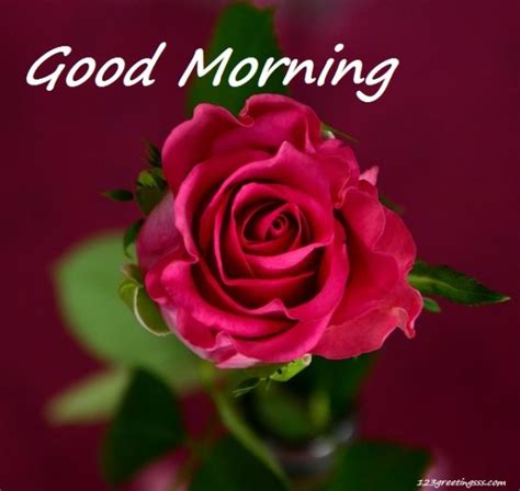 Good Morning – Pink Rose - Good Morning Wishes & Images