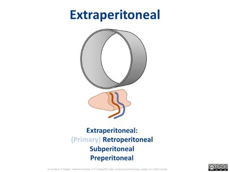 Intraperitoneal And Retroperitoneal Organs