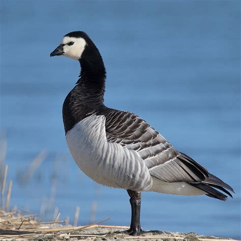 Barnacle goose - Wikipedia