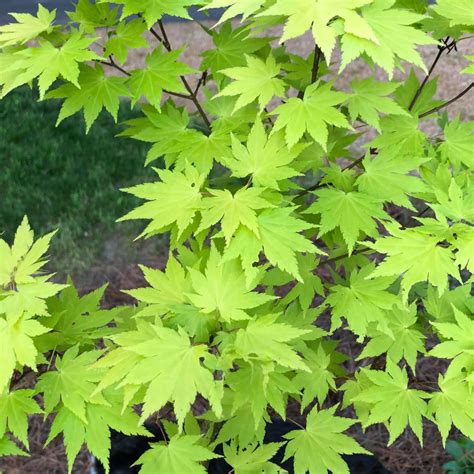 Acer shirasawanum (Full Moon Maple, Shirasawa Maple) | North Carolina ...