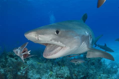 info tiger shark: Tiger Shark Diving