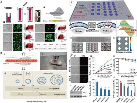 A) Gene editing by CRISPR/Cas9 in human stem and primary cells using... | Download Scientific ...