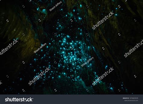 Waitomo Glowworm Caves Waikato New Zealand Stock Photo 1074829535 | Shutterstock