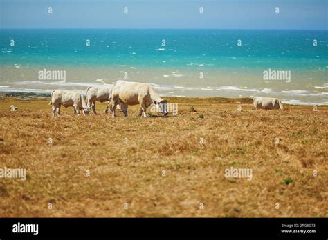 Brittany cow coast hi-res stock photography and images - Alamy