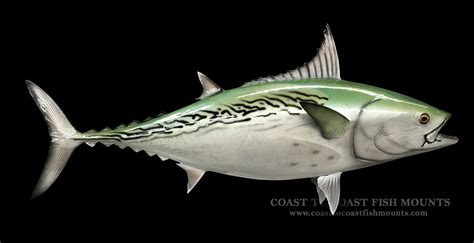 Bonita (False Albacore) Fish Mount and Fish Replicas | Coast-to-Coast