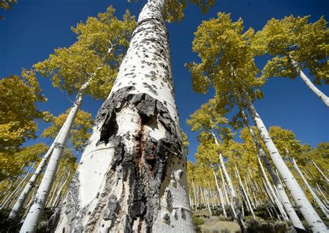 Utah’s Pando aspen grove is the most massive living thing known on Earth. It may die soon. - The ...