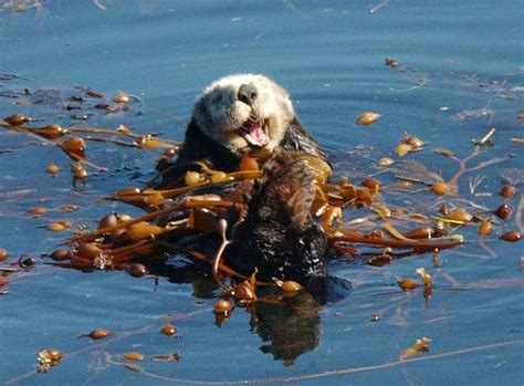 Kelp forest, Otter and Sea otter on Pinterest