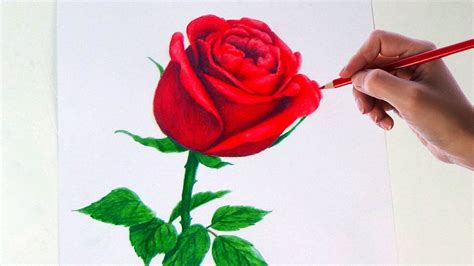 Rose Flower Pencil Drawing Images : Image Result For Rose Pencil Pictures | Bodbocwasuon