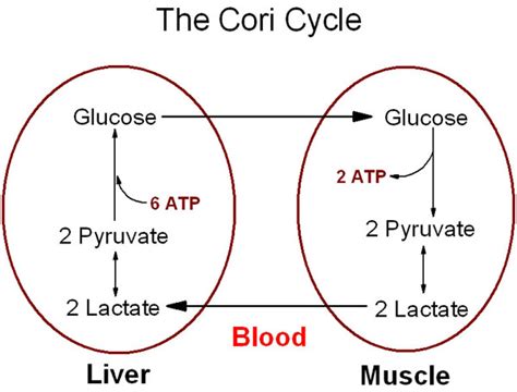 Medicine Newbie: Cori Cycle