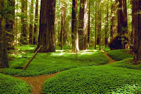 5 Things to Do in the Prairie Creek Redwoods State Park - Go To National Parks