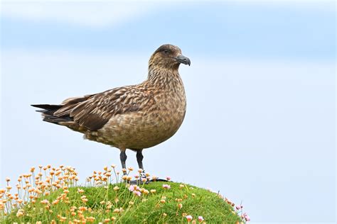 Great Skua by Neil Loverock - BirdGuides