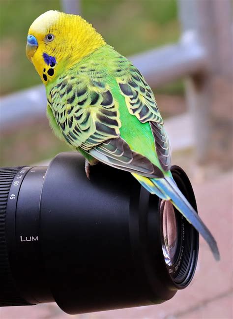 Bird Photography TipsEditingquest -Editing Apps |Software |Review ...