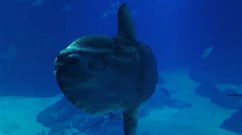 Moonfish image - Free stock photo - Public Domain photo - CC0 Images